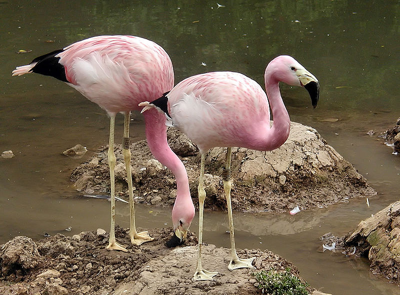 images/flamingi.jpg4c383.jpg
